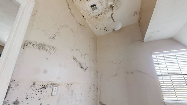 Environmental Consulting for Mold Prevention in Chaska, MN