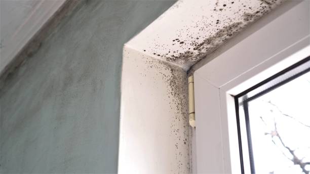 Best Mold Removal for HVAC Installations  in Chaska, MN