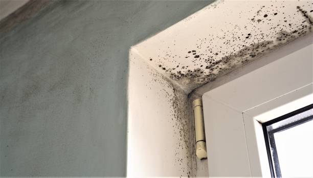 Best Industrial Mold Remediation  in Chaska, MN