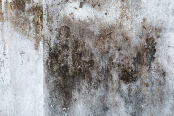 Best Mold Odor Removal Services  in Chaska, MN