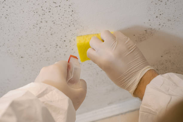 Best Black Mold Removal  in Chaska, MN
