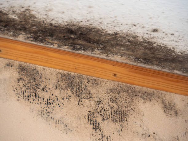 Mold Removal for HVAC Installations in Chaska, MN