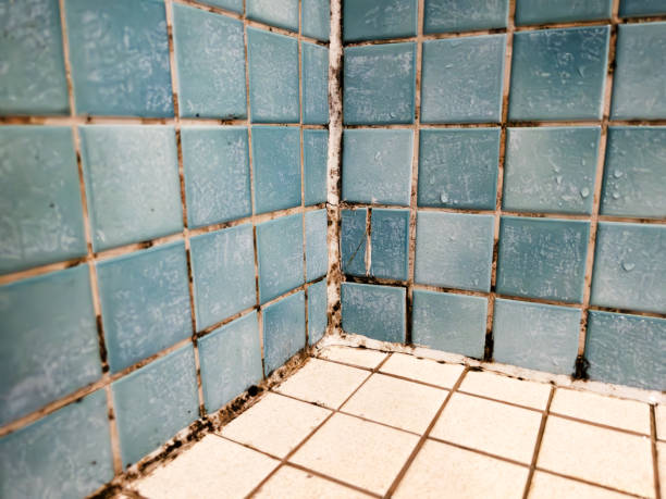 Best Basement Mold Removal  in Chaska, MN