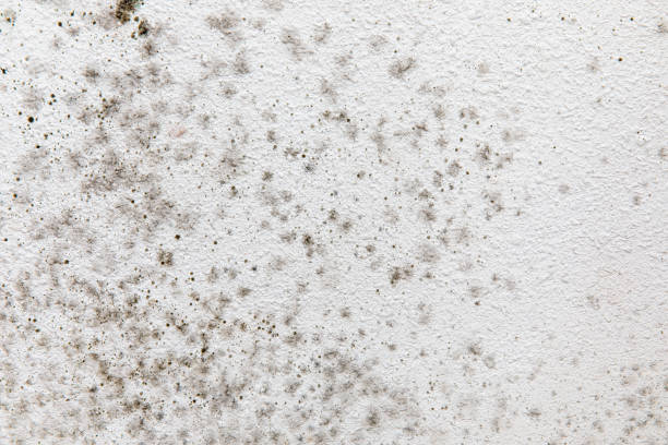Professional Mold Removal in Chaska, MN