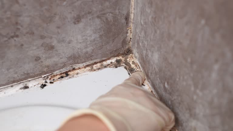 Best Residential Mold Inspection & Testing  in Chaska, MN