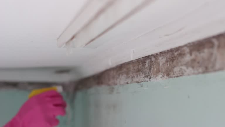 Mold Documentation for Insurance Claims in Chaska, MN