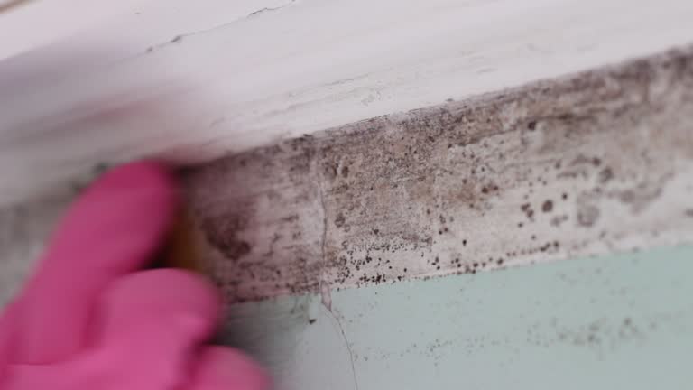 Best Post-Construction Mold Inspection  in Chaska, MN
